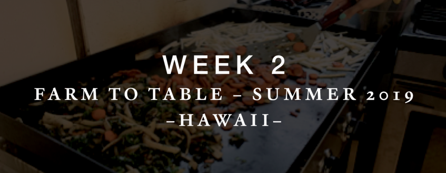 Farm to Table – Week 2