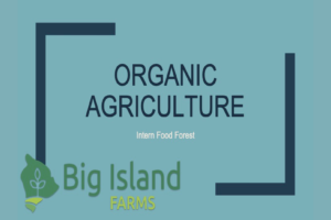 Organic Agriculture – Intern Food Forest
